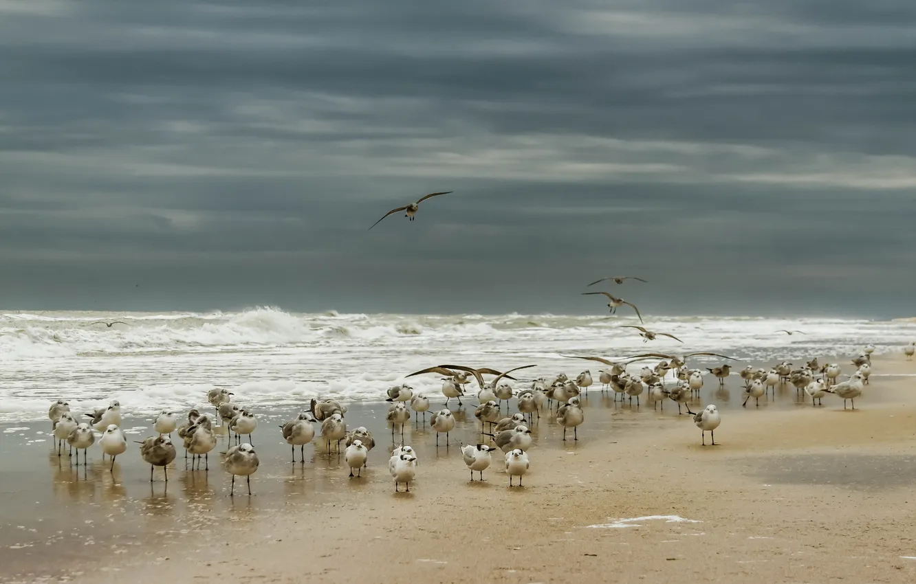 Photo wallpaper sea, nature, bird