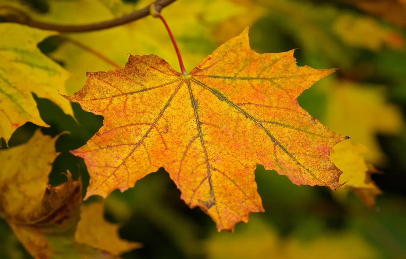 Photo wallpaper autumn, leaves, macro, branches