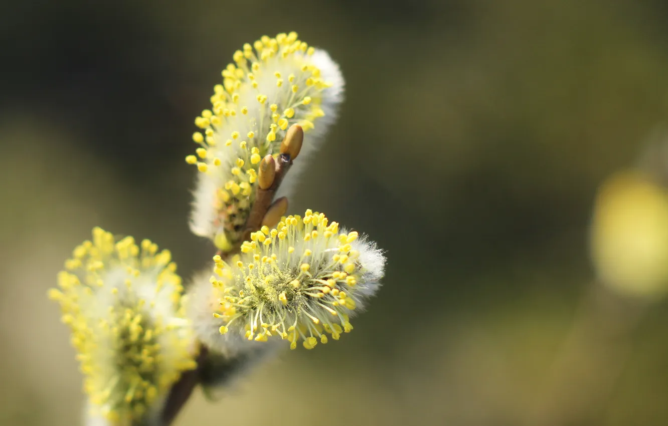 Photo wallpaper spring, twig, base kitten