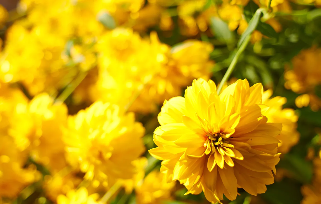 Photo wallpaper light, flowers, yellow, blur, bokeh