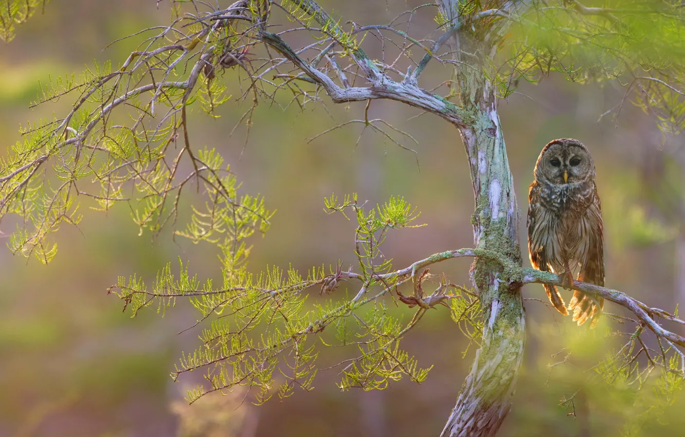 Photo wallpaper branches, tree, bird, hawk owl
