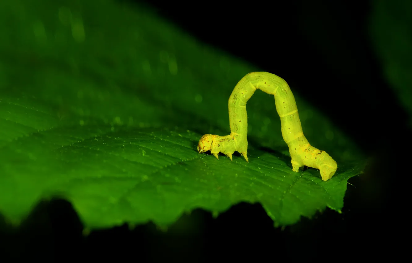 Photo wallpaper leaves, caterpillar, nature