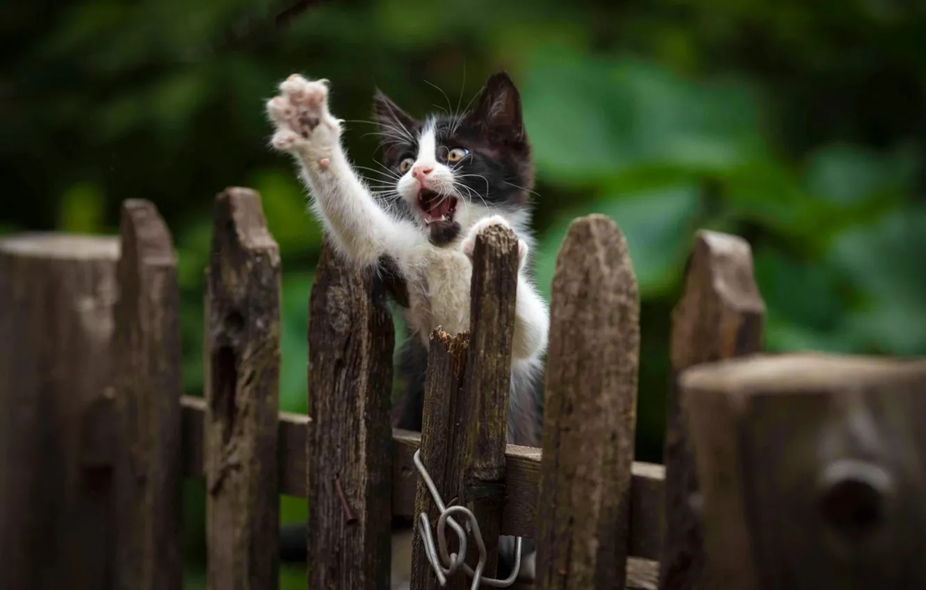 Photo wallpaper the fence, legs, kitty, Yuriy Korotun