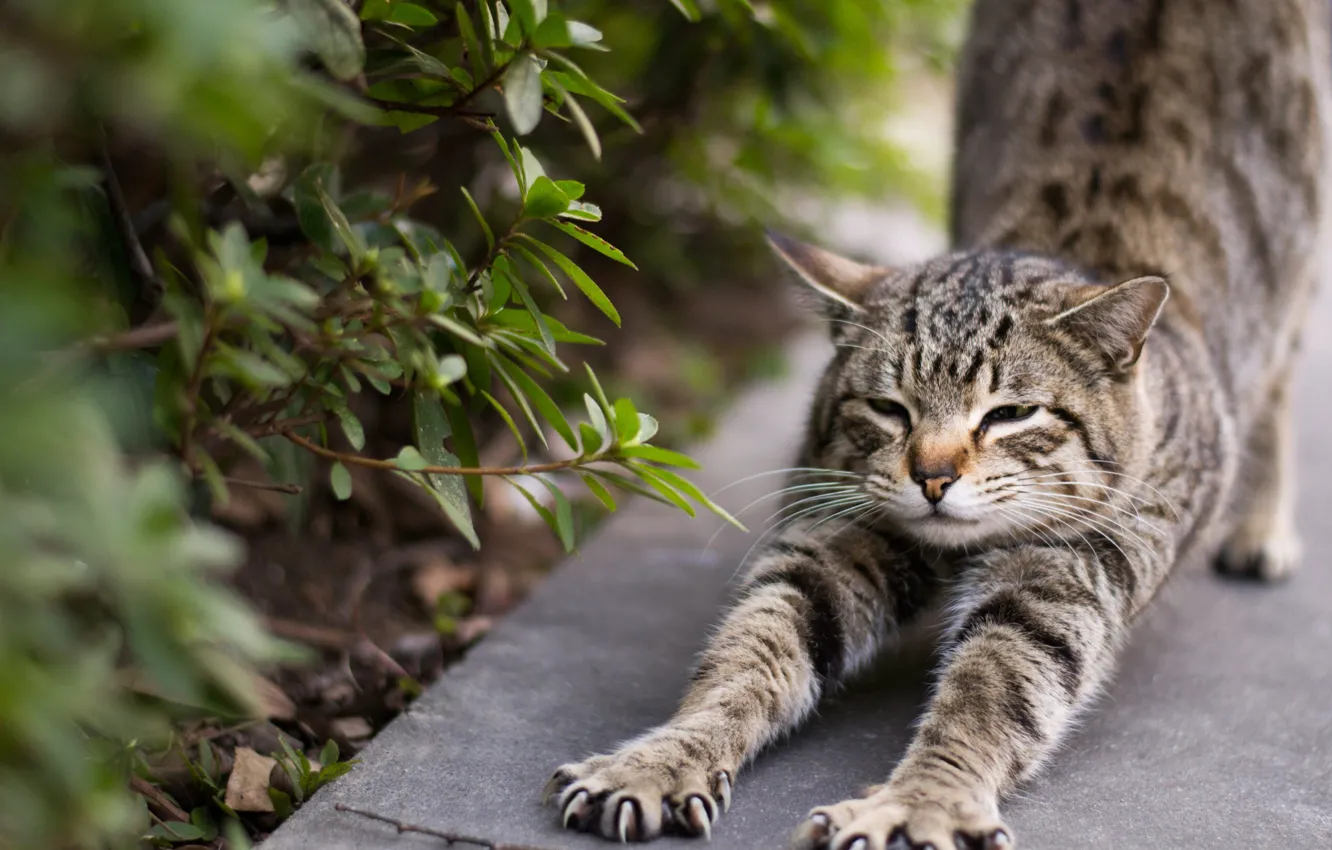Photo wallpaper cat, cat, face, grey, foliage, paws, garden, track