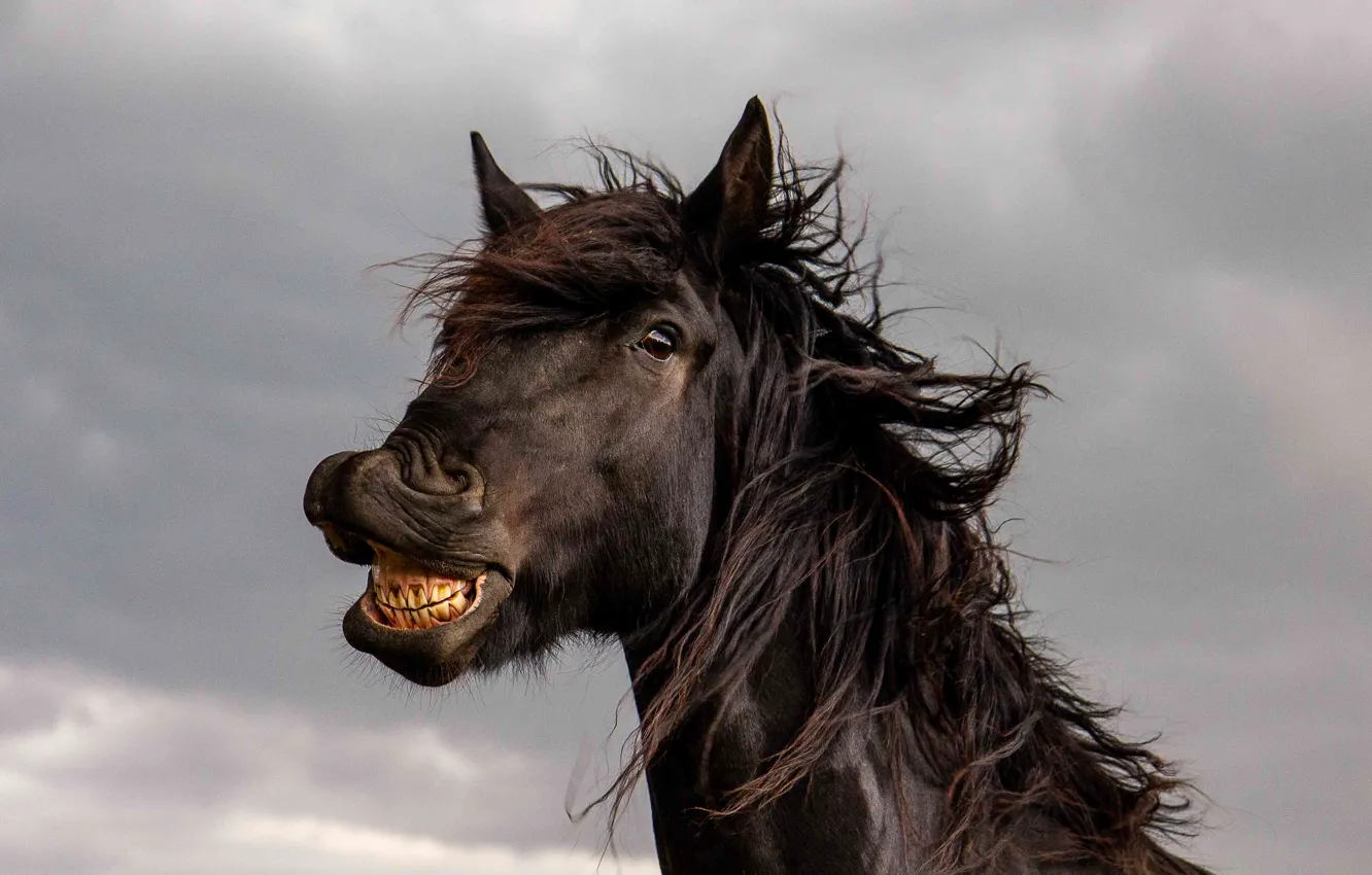 Photo wallpaper face, animal, horse, horse, teeth, mane, crows