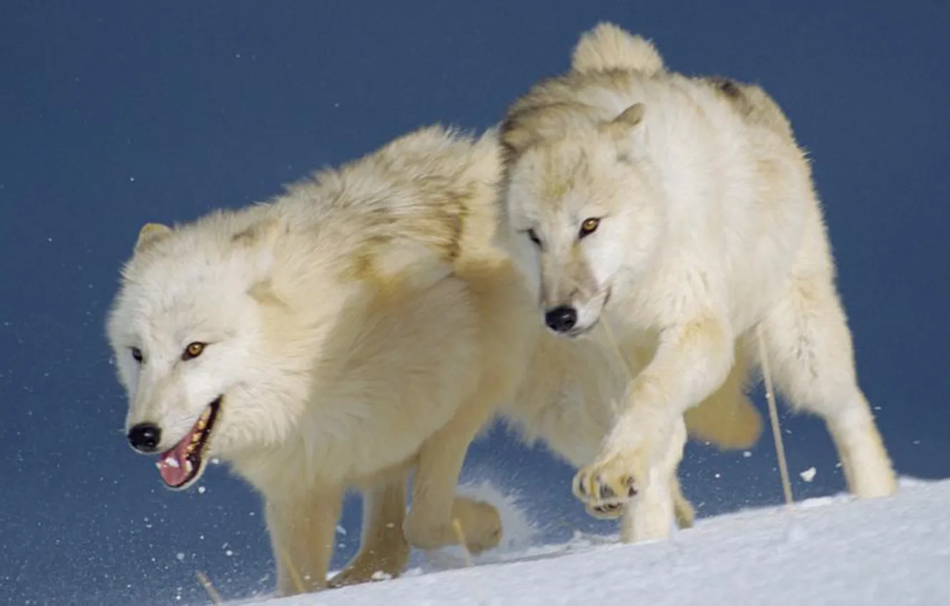 Photo wallpaper Predator, nature, snow, face, animal, wolf, canis lupus, wildlife