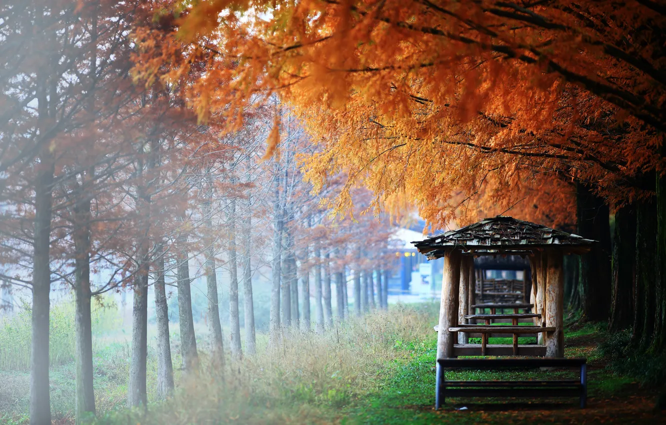 Photo wallpaper autumn, grass, trees, branches, fog, Park, foliage, Asia