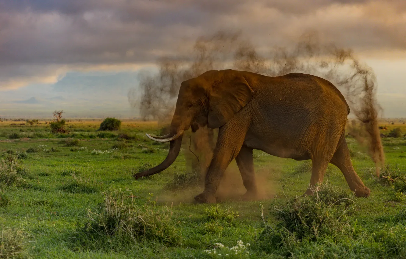 Photo wallpaper nature, pose, elephant, dust, Savannah, trunk, the process of pollination