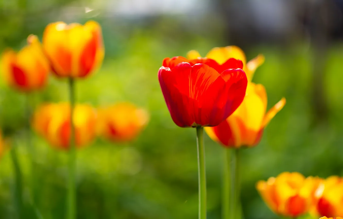 Photo wallpaper yellow, red, spring, tulips, bokeh, blurred background