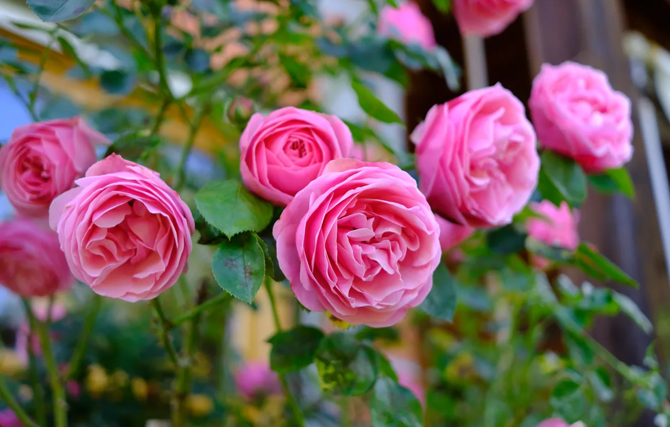 Photo wallpaper flowers, roses, pink, rose Bush