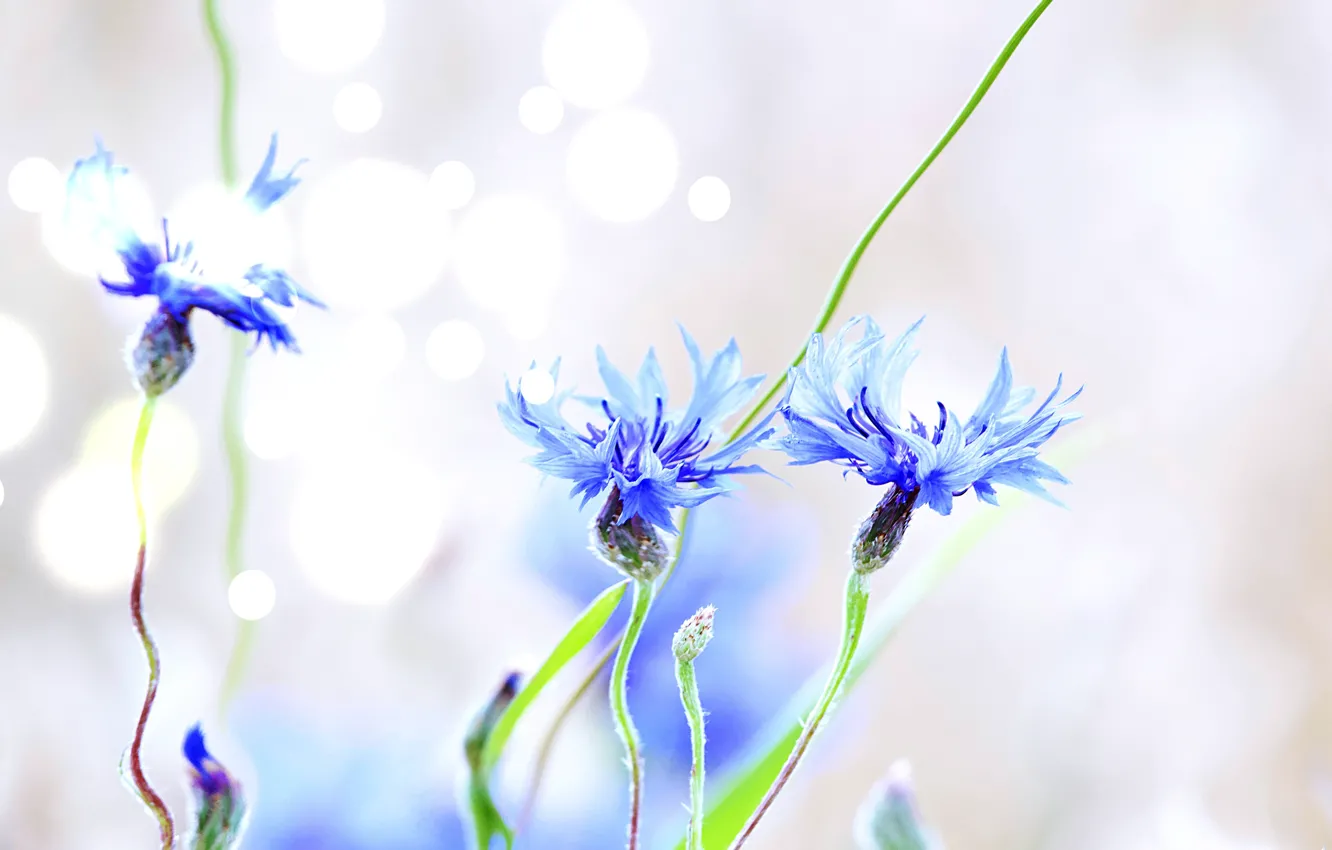 Photo wallpaper light, flowers, light background, blue, bokeh, cornflowers, composition