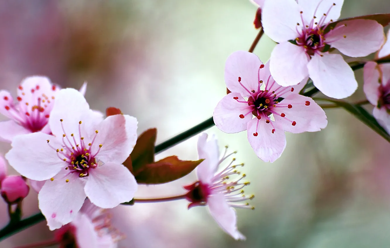 Photo wallpaper cherry, spring, garden, flowering