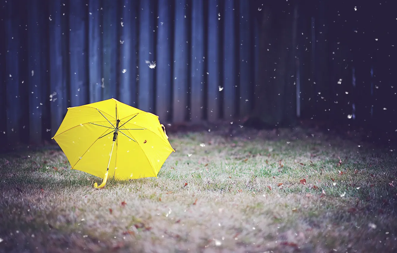Photo wallpaper grass, yellow, umbrella, yard