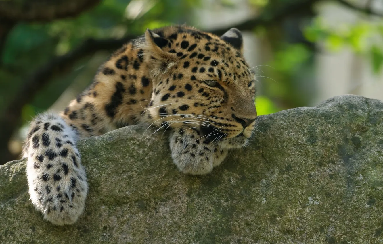 Photo wallpaper face, stay, sleep, predator, paws, wild cat, the Amur leopard