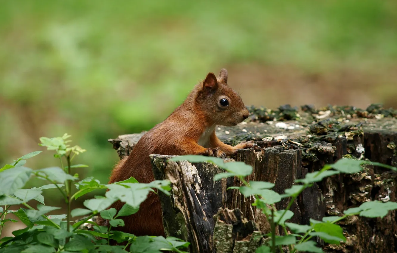 Photo wallpaper background, stump, blur, protein, rodent
