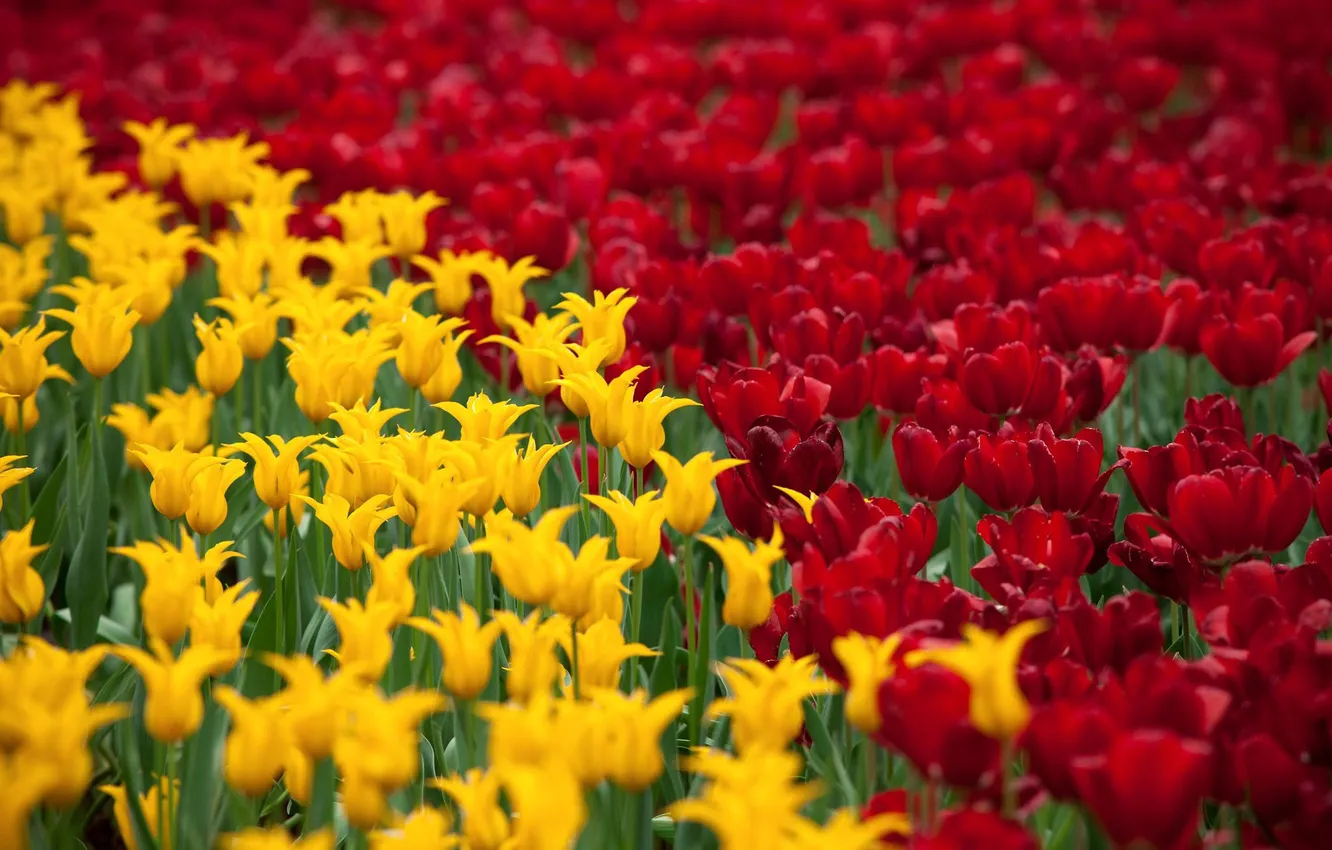 Photo wallpaper field, tulips, red, yellow
