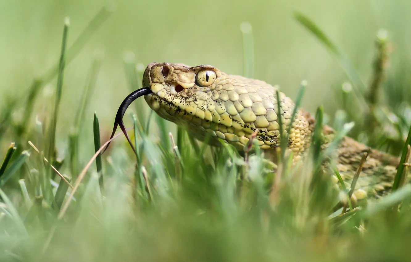 Photo wallpaper language, grass, nature, snake, head