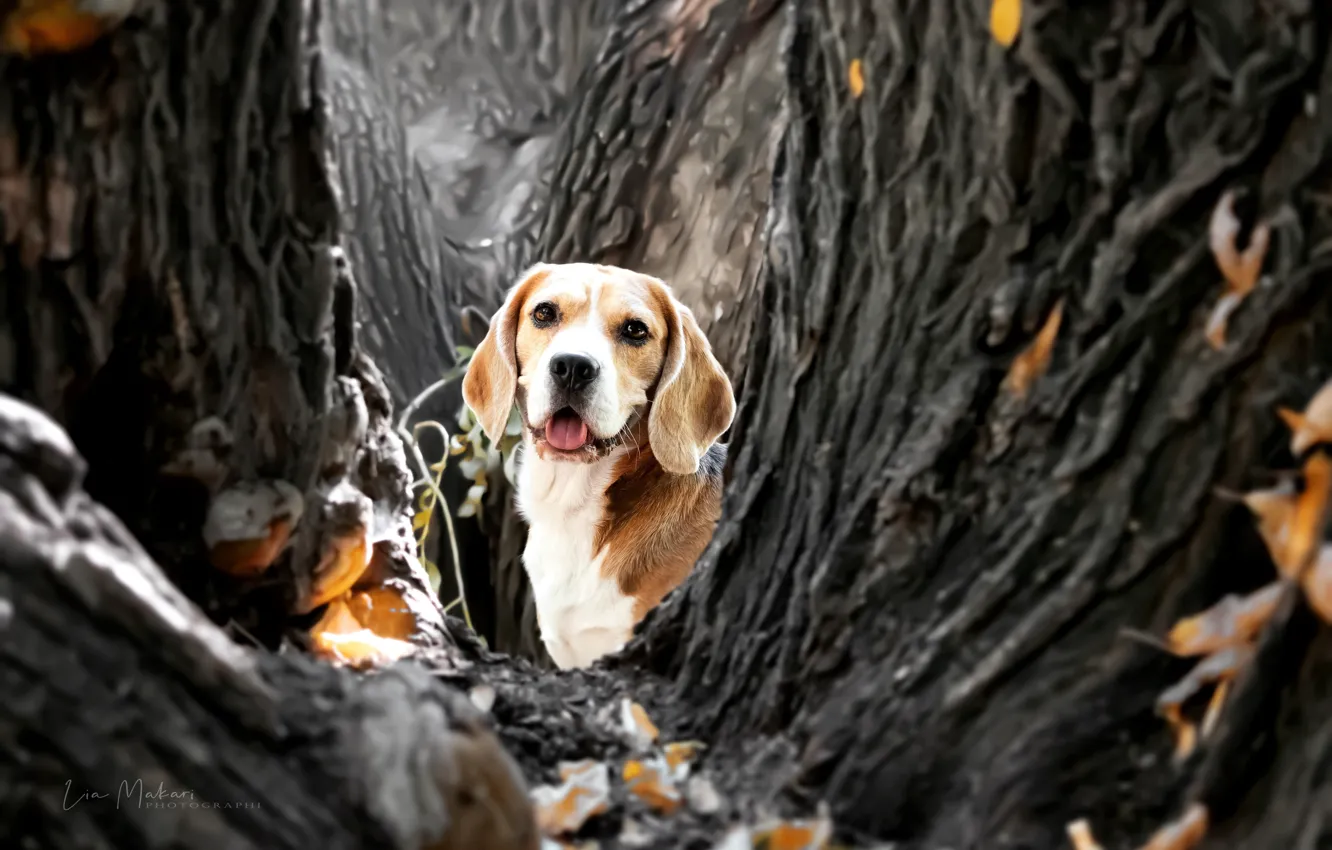 Photo wallpaper autumn, look, face, trees, dog, Beagle