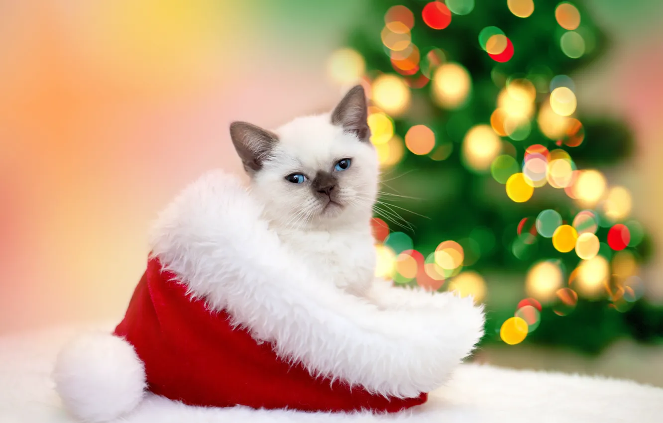 Photo wallpaper cat, cat, hat, New year, fur, kitty, garland, Christmas