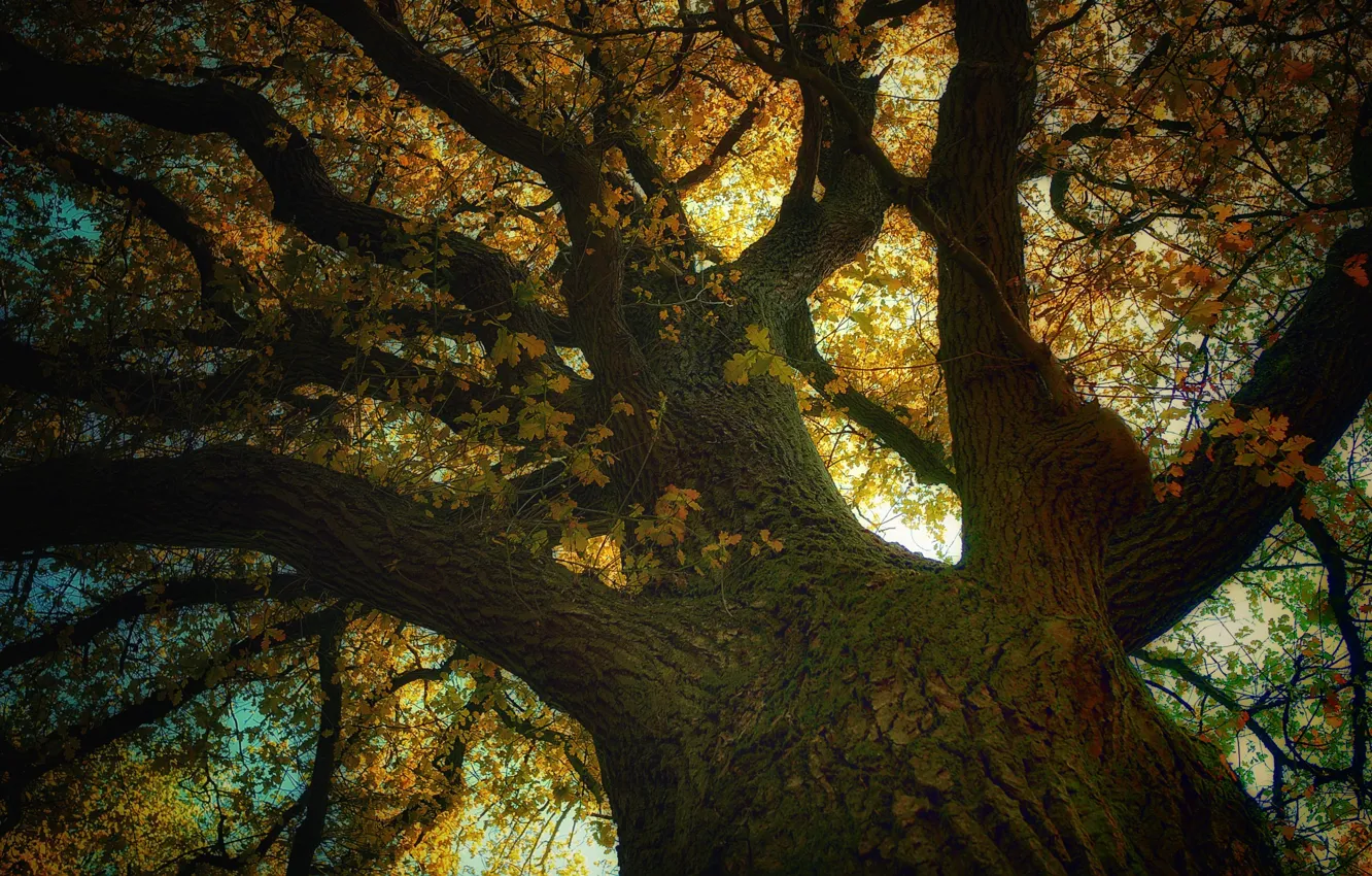 Photo wallpaper branches, tree, oak