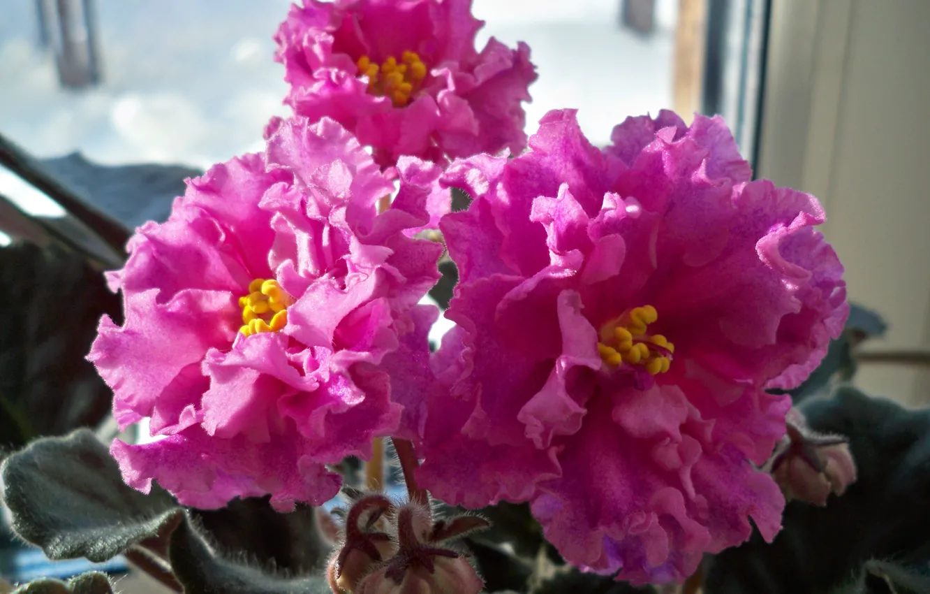 Photo wallpaper leaves, flowers, petals, pink, violet