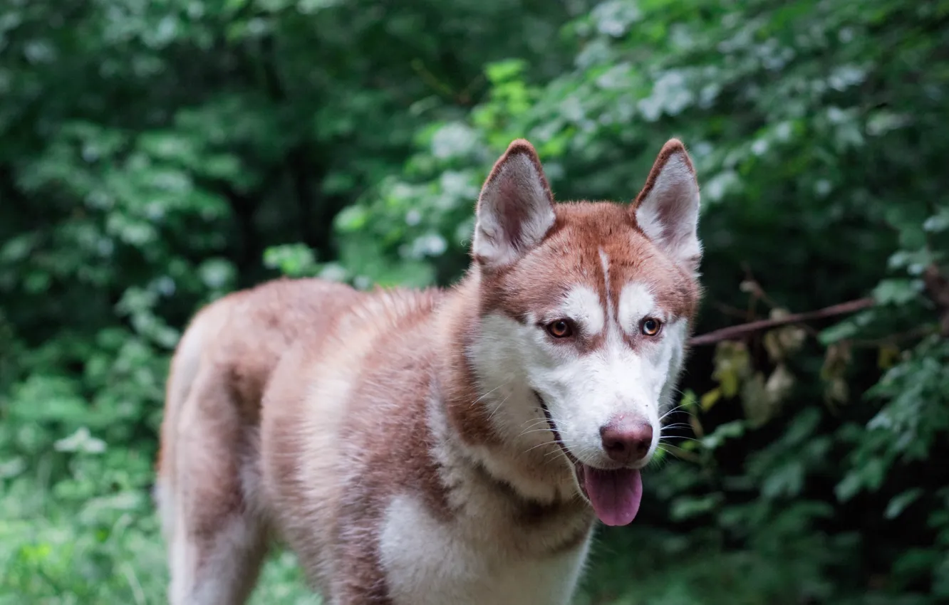 Photo wallpaper dog, Forest, Siberian Husky, Siberian Husky