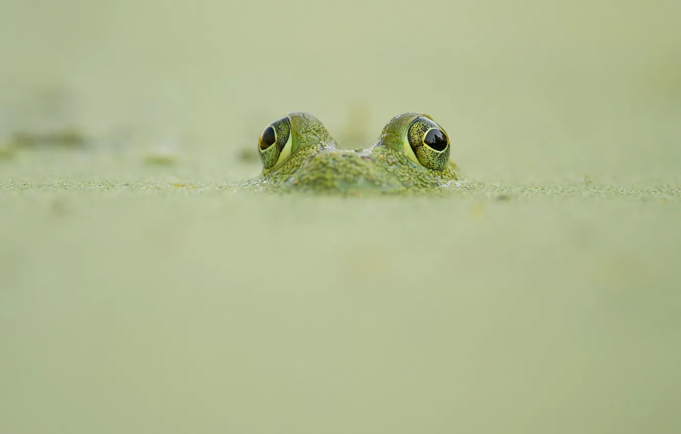 Photo wallpaper frog, wildlife, camouflage, looking out
