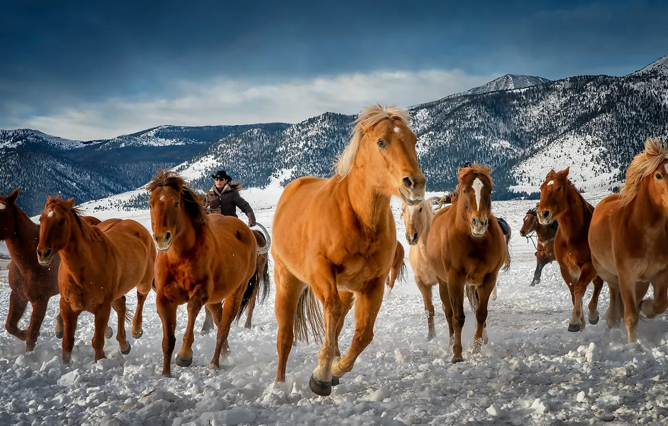 Photo wallpaper winter, mountains, horses, horse, Colorado, the herd