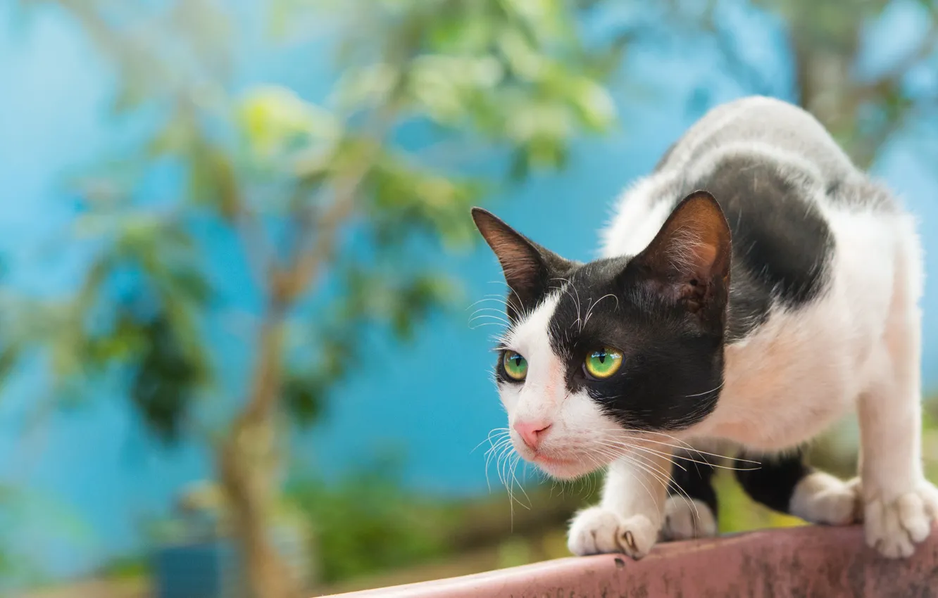 Photo wallpaper cat, cat, hunting, observation