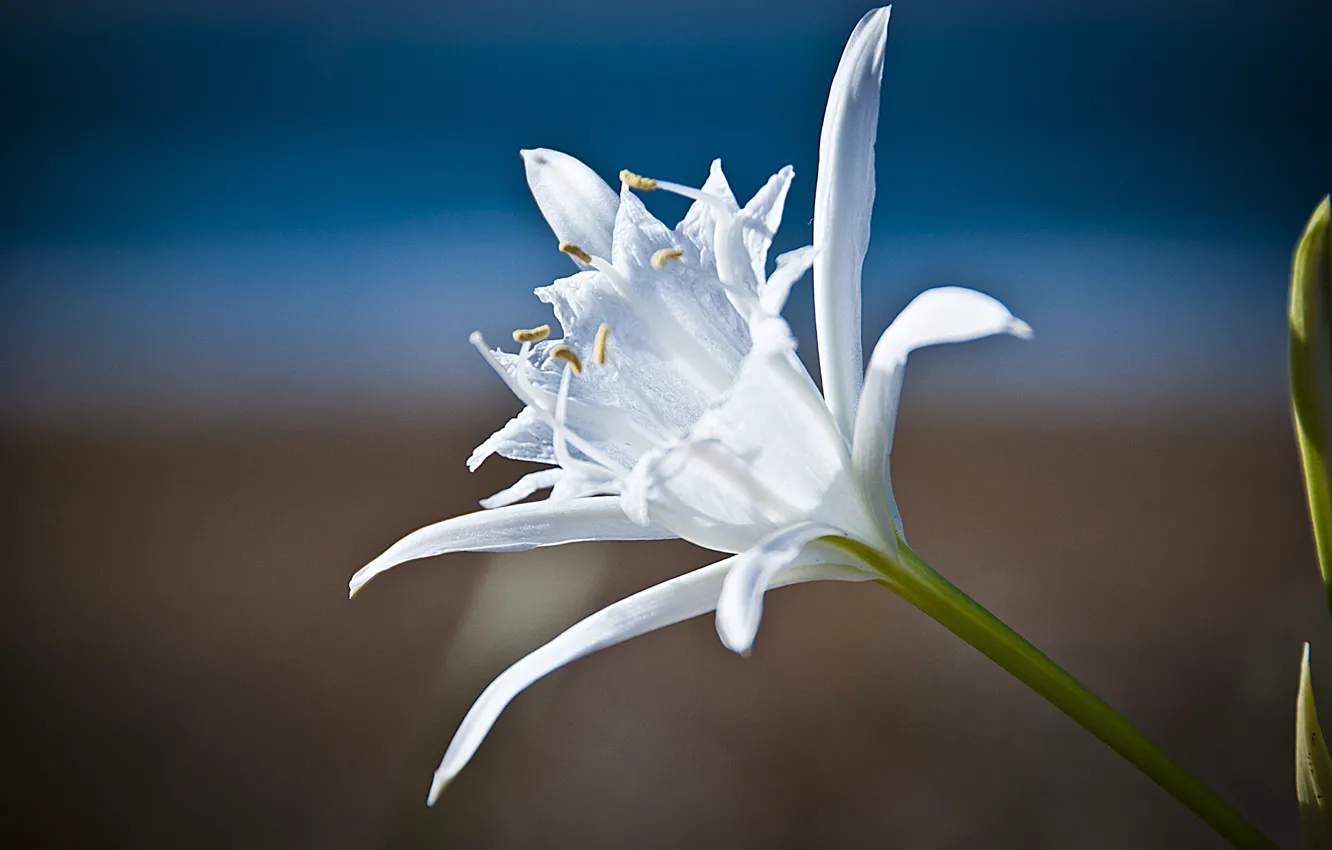 Photo wallpaper macro, nature, Lily, petals