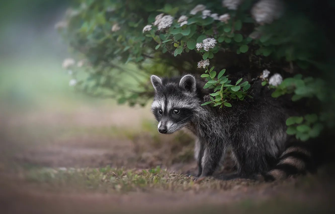 Photo wallpaper raccoon, cub, the bushes, Lyudmila Bogush