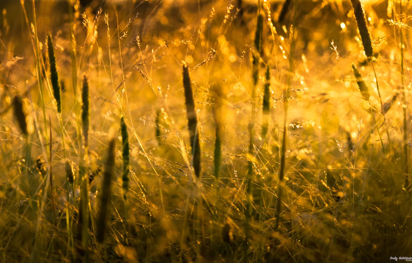 Photo wallpaper grass, the sun, macro, light, nature, grass, nature, macro