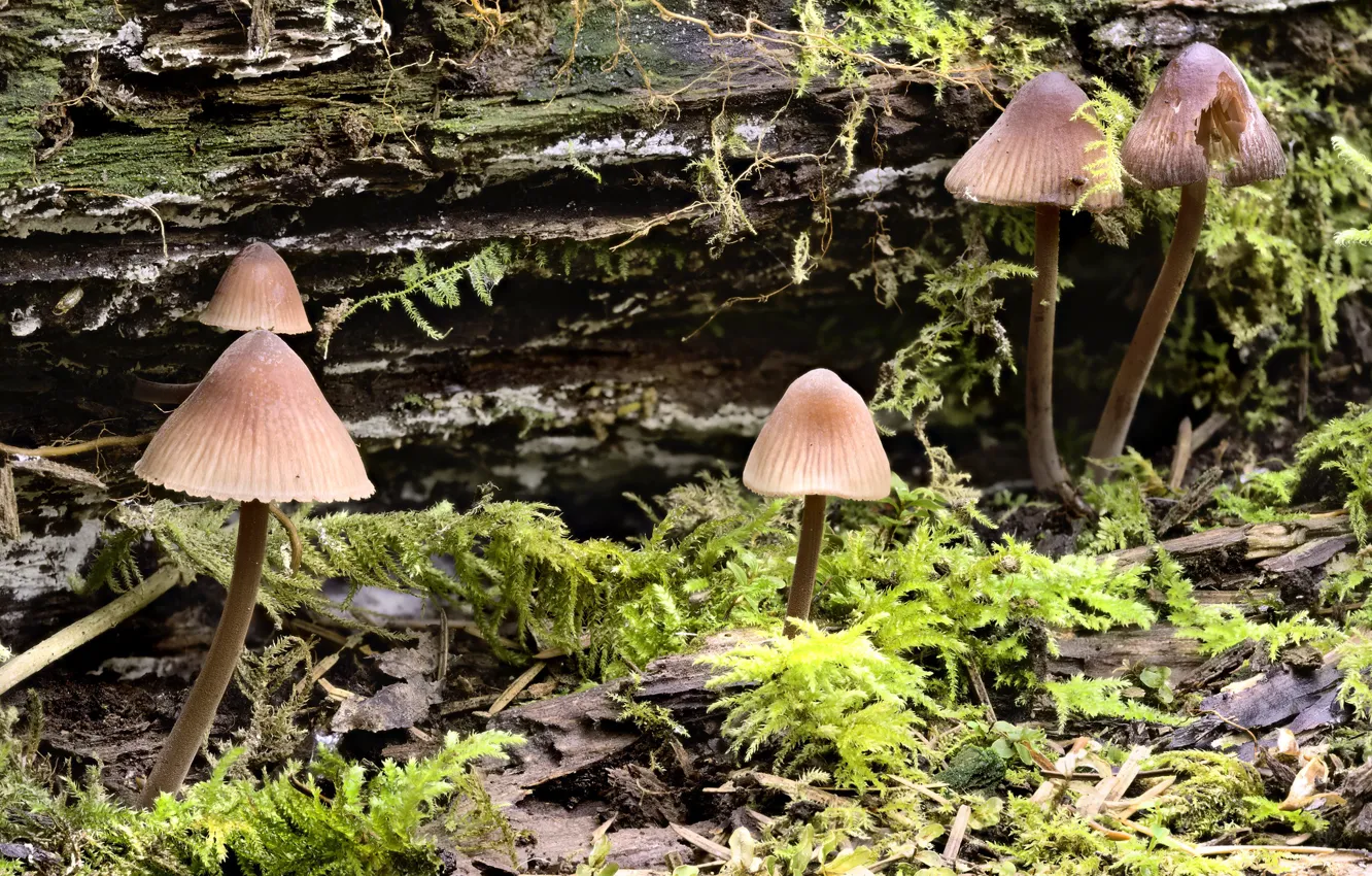 Photo wallpaper a rotten tree stump, mushrooms, Martin Dollenkamp, moss