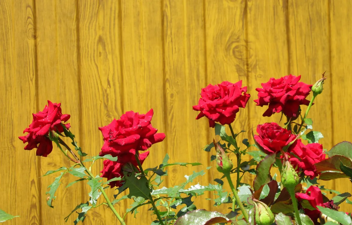 Photo wallpaper roses, Meduzanol ©, Summer 2018