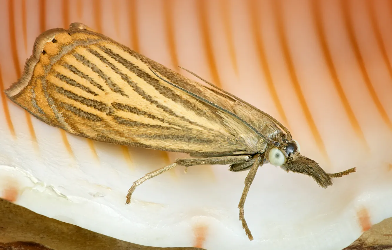 Photo wallpaper butterfly, shell, moth