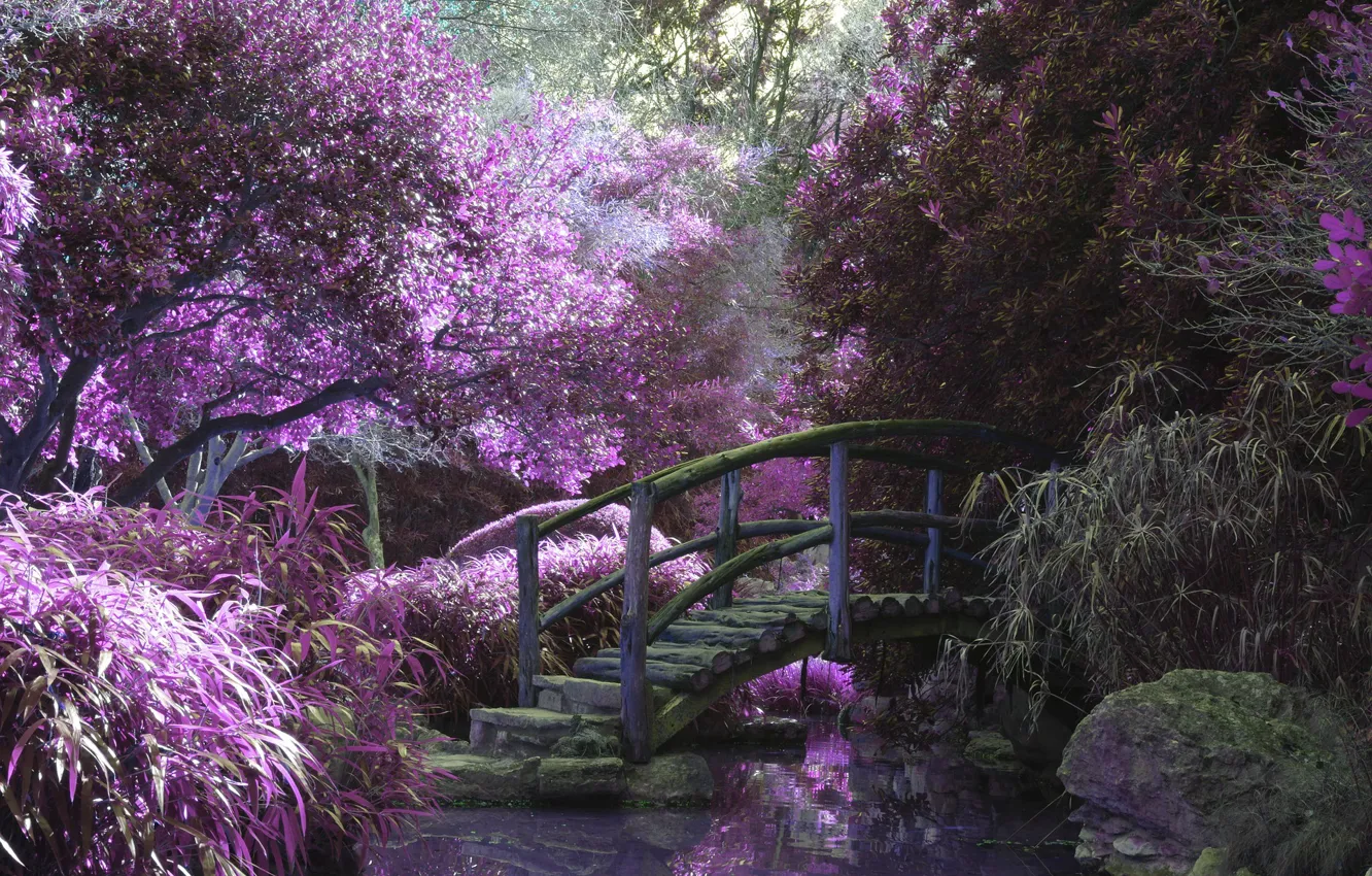 Photo wallpaper pond, Park, flowering, wooden bridge