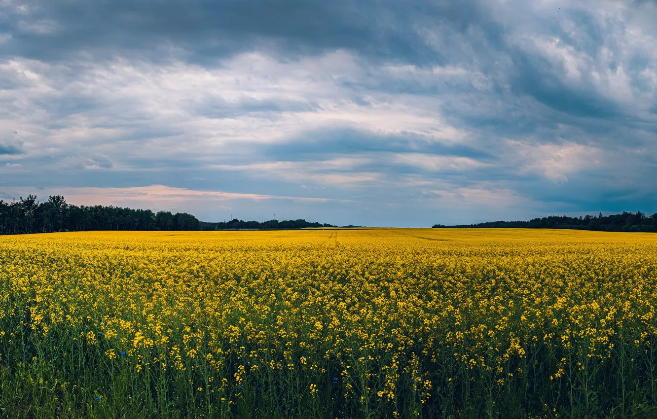 Photo wallpaper field, the sky, trees, yellow, landscape, rape