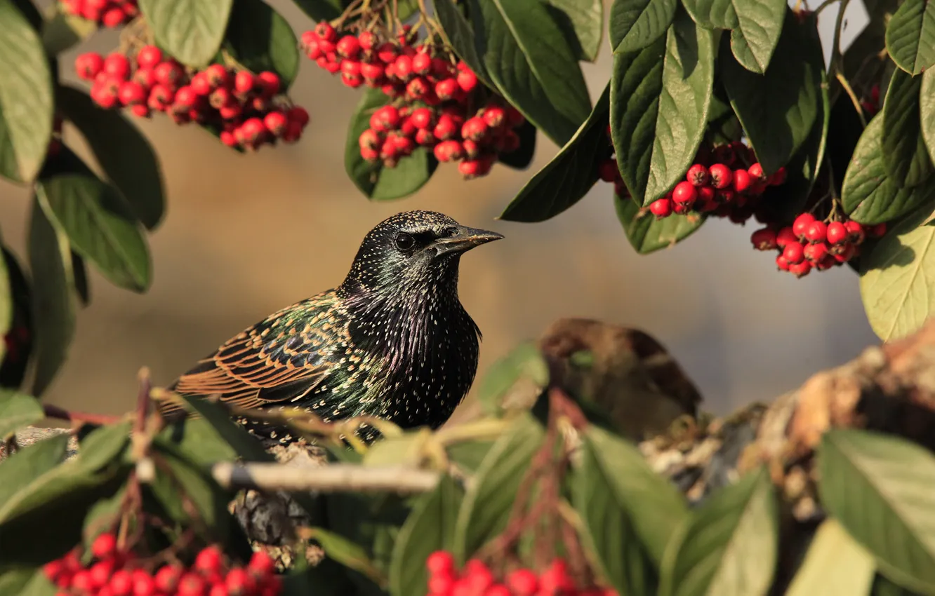 Photo wallpaper leaves, nature, berries, bird, branch, bunches, Starling