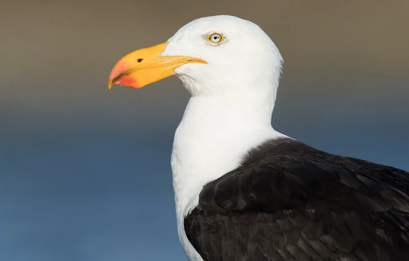 Photo wallpaper look, background, bird, seagulls, portrait, profile, black and white