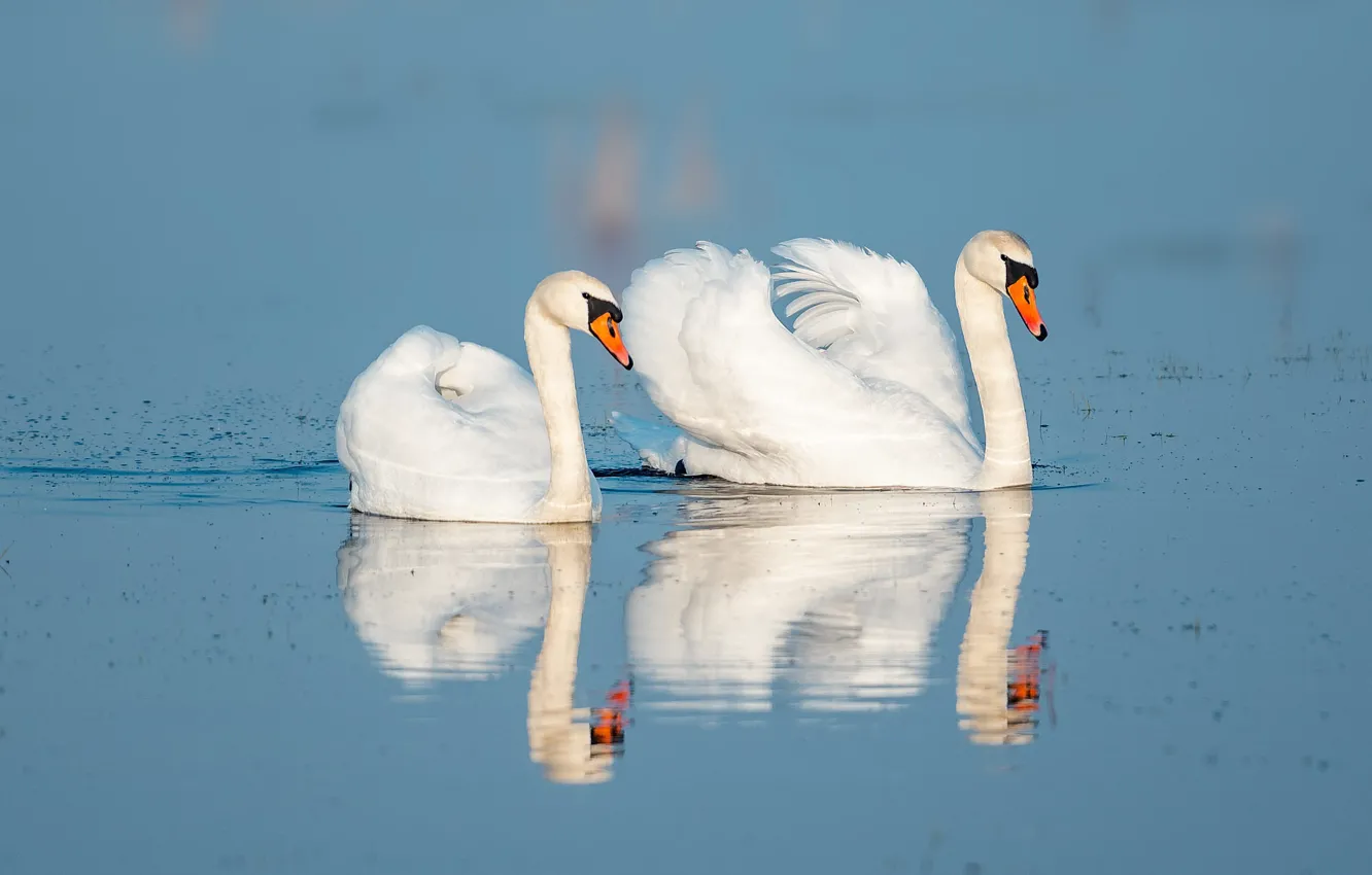 Photo wallpaper reflection, bird, pair, white, swans, pond, blue background, two swans