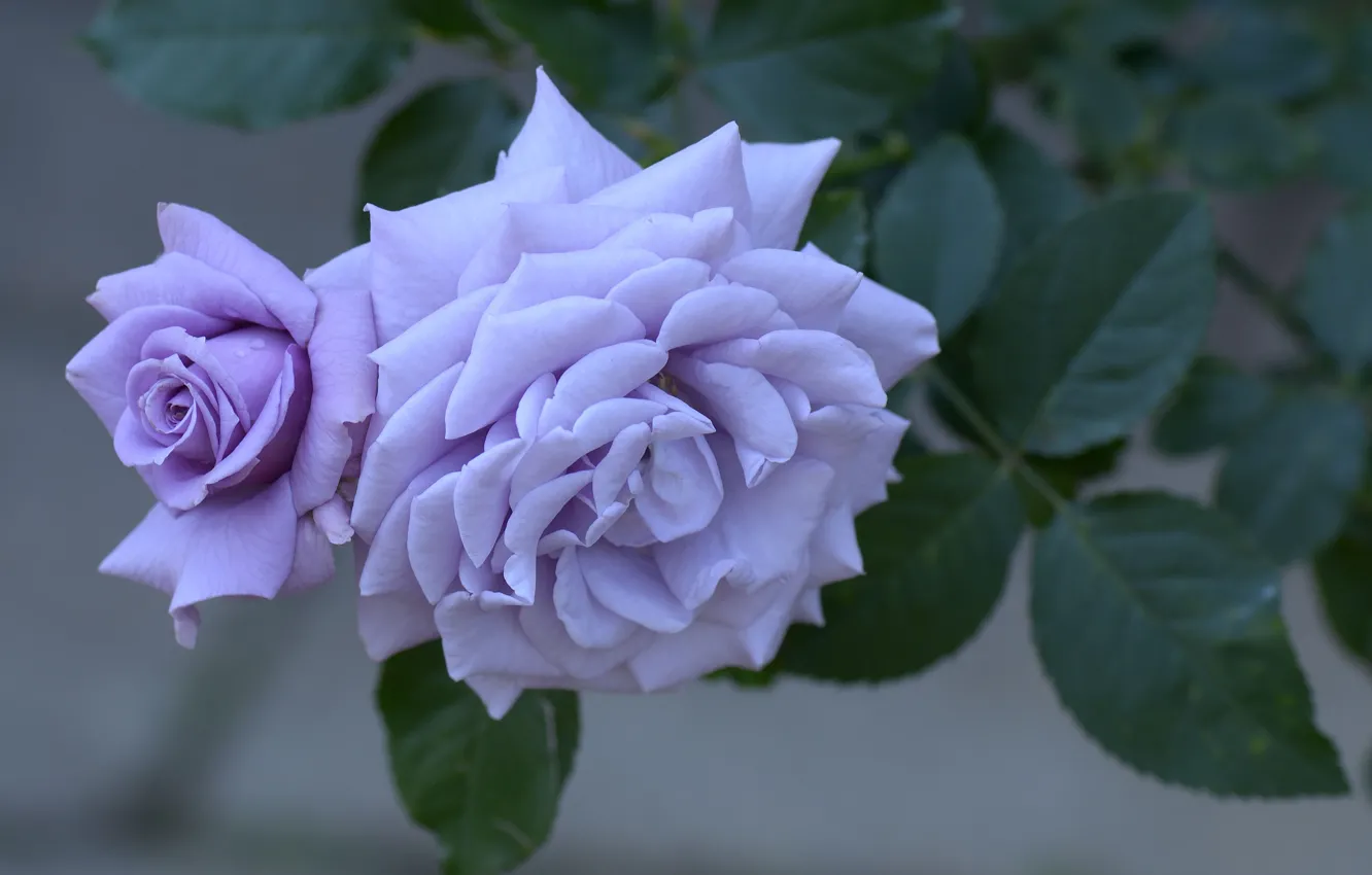 Photo wallpaper flower, macro, rose, Bush, petals, Bud