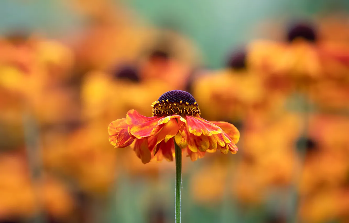 Photo wallpaper flowers, orange, gelenium