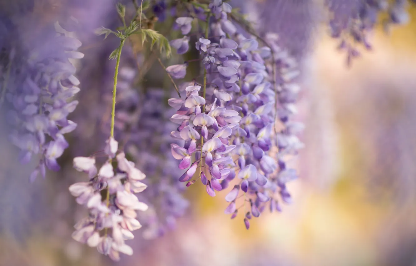 Photo wallpaper flowers, nature, spring, Wisteria, Wisteria