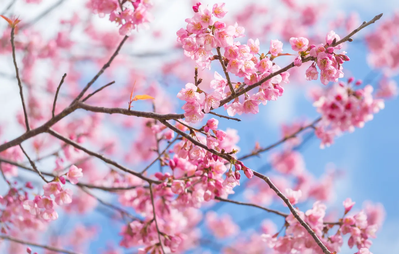 Photo wallpaper branches, spring, Sakura, flowering, pink, blossom, sakura, cherry