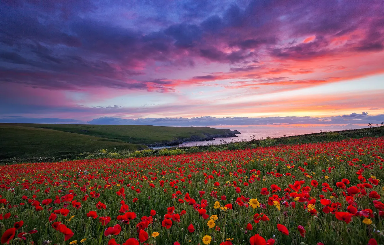 Photo wallpaper sea, sunset, flowers, coast, England, Maki, meadow, England