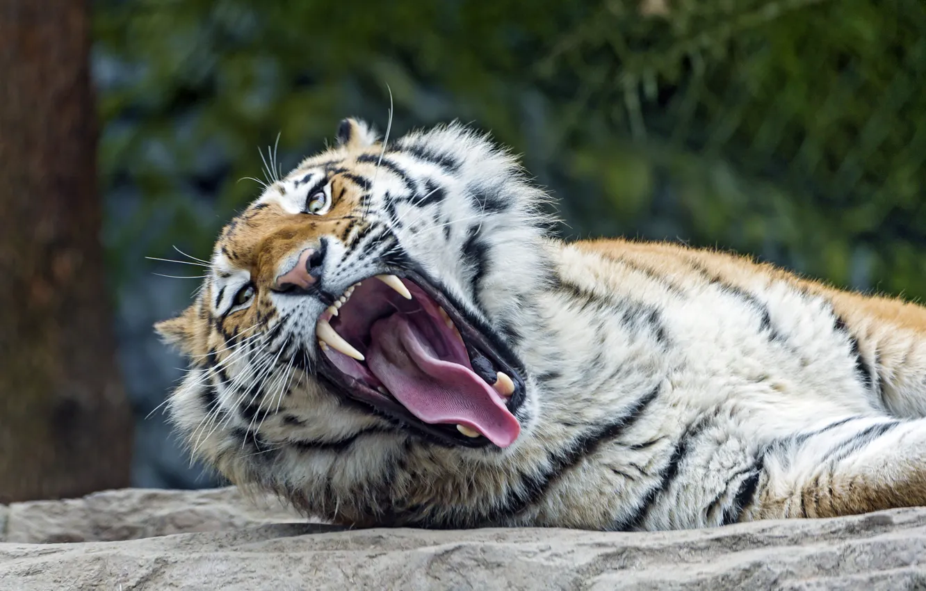 Photo wallpaper language, cat, mouth, fangs, yawns, the Amur tiger, ©Tambako The Jaguar