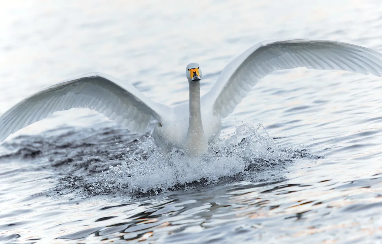 Photo wallpaper water, squirt, wings, Swan