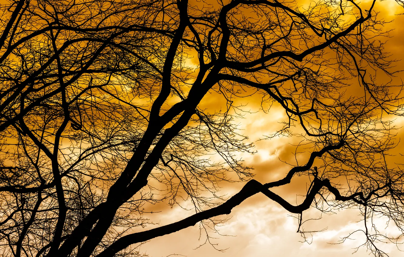 Photo wallpaper the sky, clouds, trees, silhouette