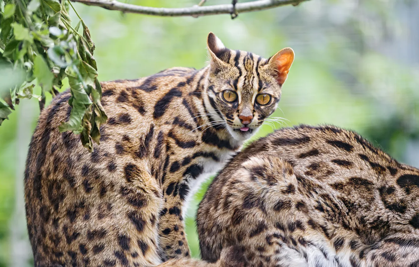 Photo wallpaper cat, look, ocelot, ©Tambako The Jaguar