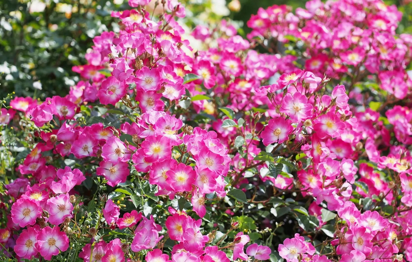 Photo wallpaper roses, flowering, rose Bush